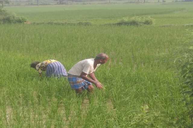 কৃষিতেও গিগ শ্রমিক